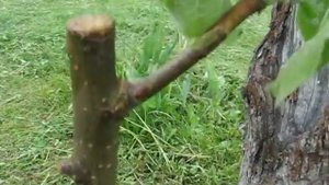 Как продлить жизнь яблоне