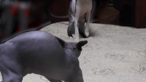 ✅ Канадский сфинкс: первая вязка молодой кошки после третьей течки. Canadian Sphinx the first matin