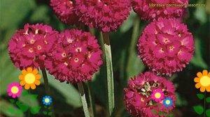 Примула мелкозубчатая Пром Дип Роуз. Краткий обзор, описание primula denticulata Prom Deep Rose