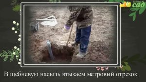 Посадка винограда - как правильно посадить виноград