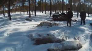 СИБИРСКИЙ ПРОЕКТ Охота на Северного Оленя