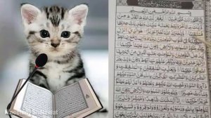 котик читает коран