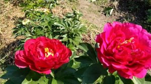 Пион Stephen E Ambrose.