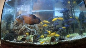 Мой аквариум кормление.Yellow и демасони.Oscar fish.Парчовый сомик.Анцитрус.