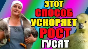 Этот СПОСОБ помогает увеличить рост ГУСЯТ.