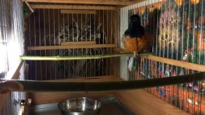 Белопоясничный дрозд шама