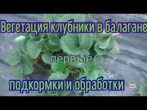 Вегетация клубники в балаганах. Первые подкормки и обработки.
