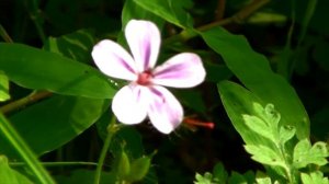 Абхазия, с. Мцара, СельскийДом.рф, поход.