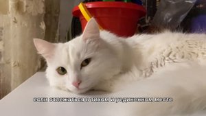 Почему кошки уходят умирать