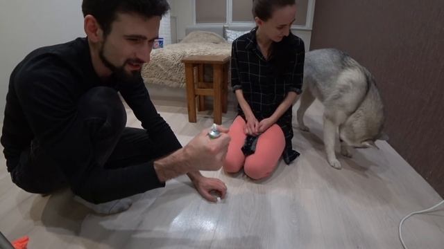 Хаски Капелла- Страх перекиси водорода, перевязка лапы смотреть онлайн