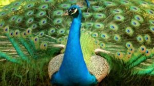 Shemame  Сусанна Айказ и Ростаме Шеко