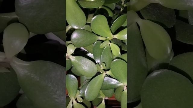 The Money Plant grown indoor (Crassula ovata, succulent jade)