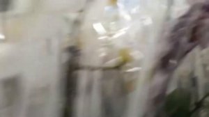 Новосибирск. Гринвиль. Много сортовых орхидей.