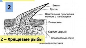 ПОКРОВЫ ТЕЛ ЖИВОТНЫХ - ЕГЭ