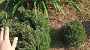 Маленькая, пушистая туя западная Тедди, часть 2