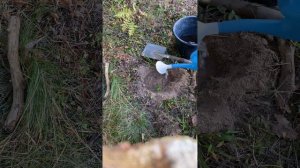 Посадка саженцев хвойных с ОКС в открытый грунт