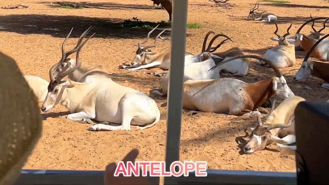 Maya in Dubai Safari park смотреть онлайн