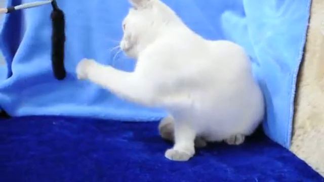 Британский котенок лилак поинт Ева в питомнике British House смотреть онлайн