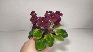 ЛЕ-Шелковые Кружева (полумини)