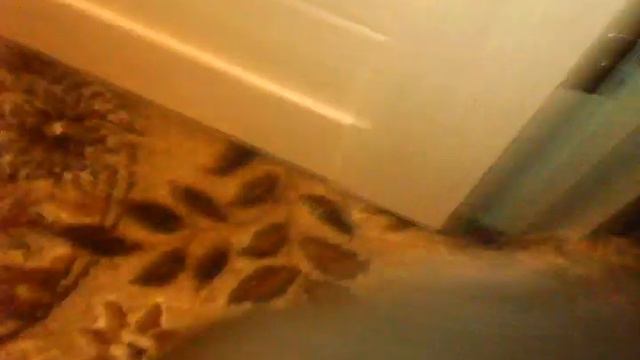 Кот кусает руку смотреть онлайн