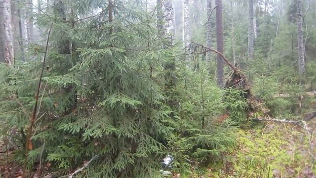 Охота на зайца с гончей.из архива 3.11.18 смотреть онлайн