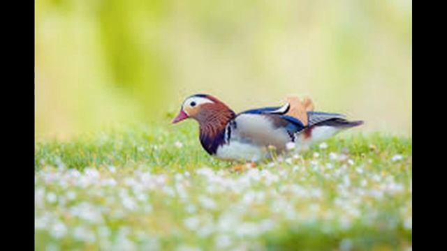 Качка мандаринка (все про птаха) смотреть онлайн