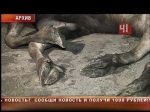Сбили лося