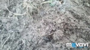 Посадка лука под зиму без приукрас.