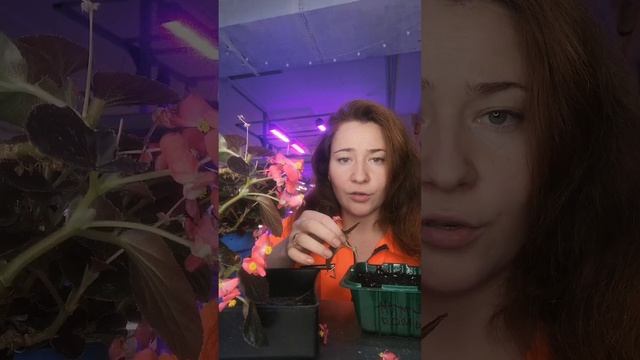 Бегония вечноцветущая размножение черенками #микрозелень #съедобныецветы #пищевыецветы #ситиферма