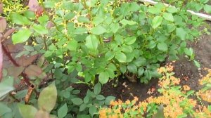 ОСНОВНОЙ УХОД ЗА РОЗАМИ ЛЕТОМ