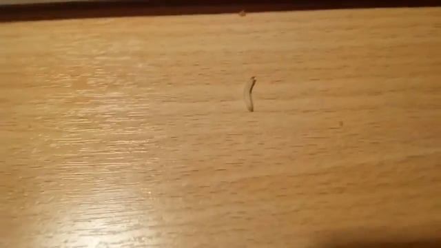 Червяк в конфете смотреть онлайн