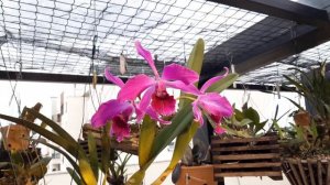 Cattleya purpurata