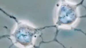 Формирование нейронных связей - основа мыслительной деятельности