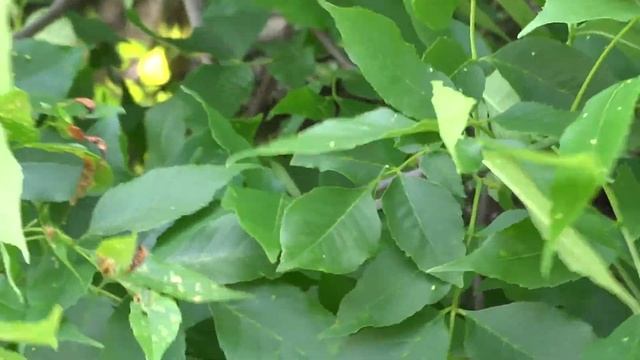 Sony DSC-HX300 Chicago Area June 03, 2015 смотреть онлайн