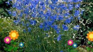 Дельфиниум крупноцветковый Блауер Цверг. Краткий обзор delphinium grandiflorum Blauer Zwerg