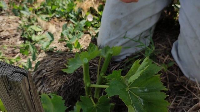 Прививка винограда,черным в зелёное,8.06.23 смотреть онлайн