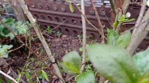 Зацвела груша привитая на черноплодной рябине