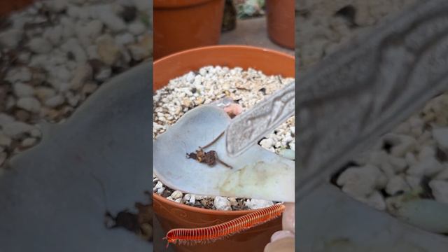 CIEN PIES DAÑAN MI ECHEVERIA. #garden #flowers #plantas #flores #jardin #mexico #viral #viralvideo смотреть онлайн