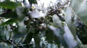 Хурма Кавказская мелкая