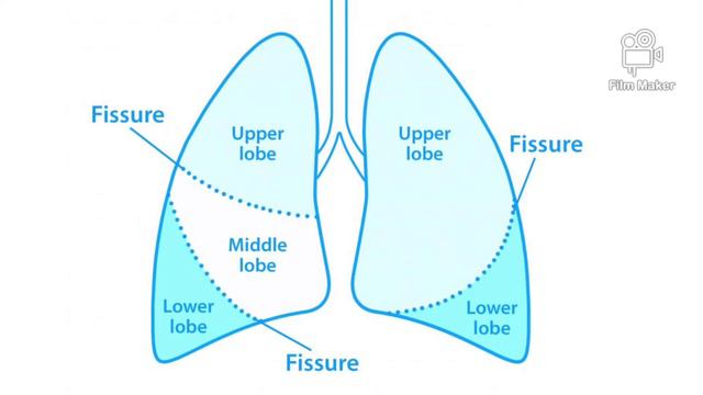 CT Chest Scan for Covid & CORADS Classification