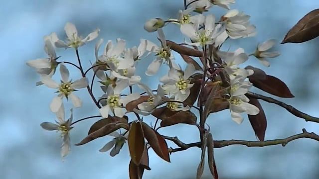 Amelanchier lamarckii смотреть онлайн