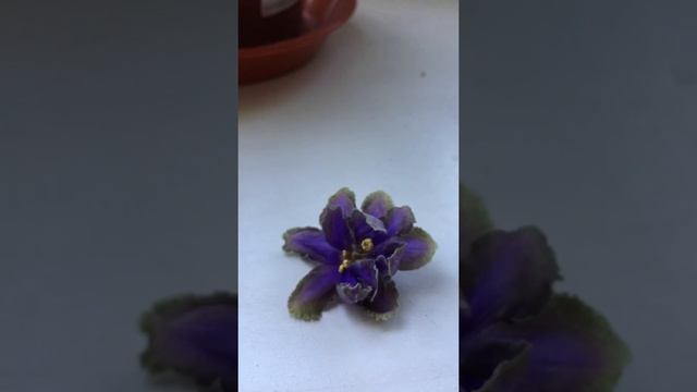 Селекция фиалок.Часть 1-опыление смотреть онлайн