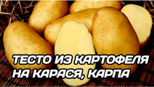ТЕСТО ДЛЯ РЫБАЛКИ НА КАРАСЯ. КАРТОФЕЛЬНОЕ ТЕСТО НА КАРАСЯ, КАРПА, ПЛОТВУ ОСЕНЬЮ