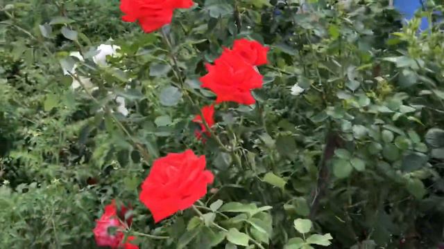 #Ядома 11 августа 2020г смотреть онлайн