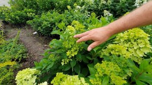 Граффити. Компактный сорт с огромными соцветиями