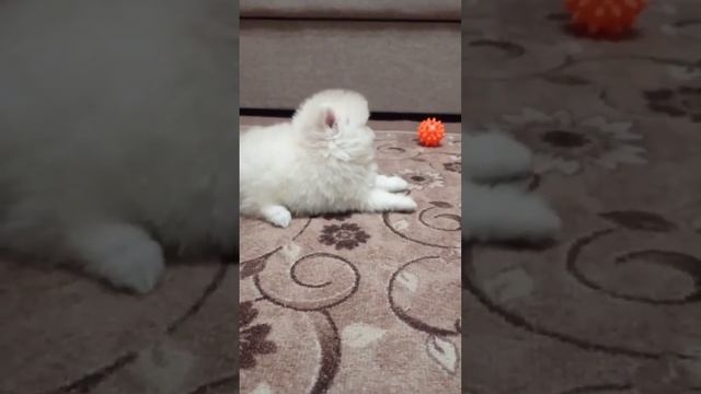 #spitz #spits #животные #мишка #померанскийщпиц #шпиц #шпицуля #щенок #отзывы #померанский