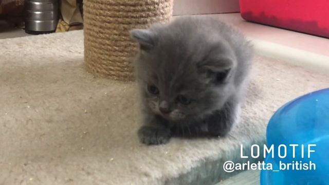 Британский котенок. Малыш 1 месяц