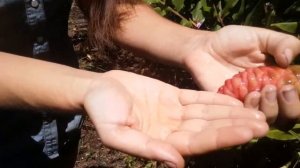 shampoo ginger: growing & using! (zingiber zerumbet, 'awapuhi kuahiwi)