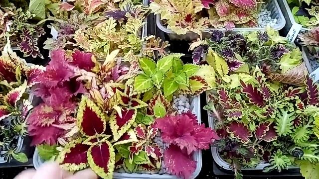 Колеусы. Укореняем зимой легко и без потерь. смотреть онлайн