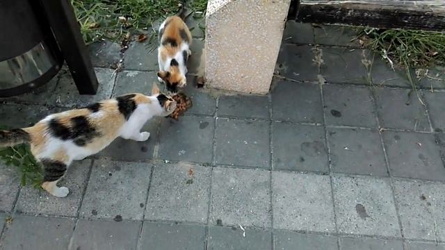 Анапа. Коты ксероксы смотреть онлайн